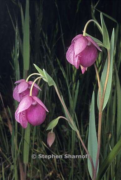 calochortus amoenus 5 graphic